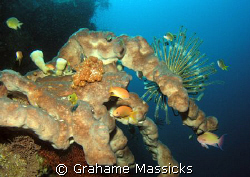 Typical reefscape eastcoast of Bali.  Shot with Olympus 5060 by Grahame Massicks 